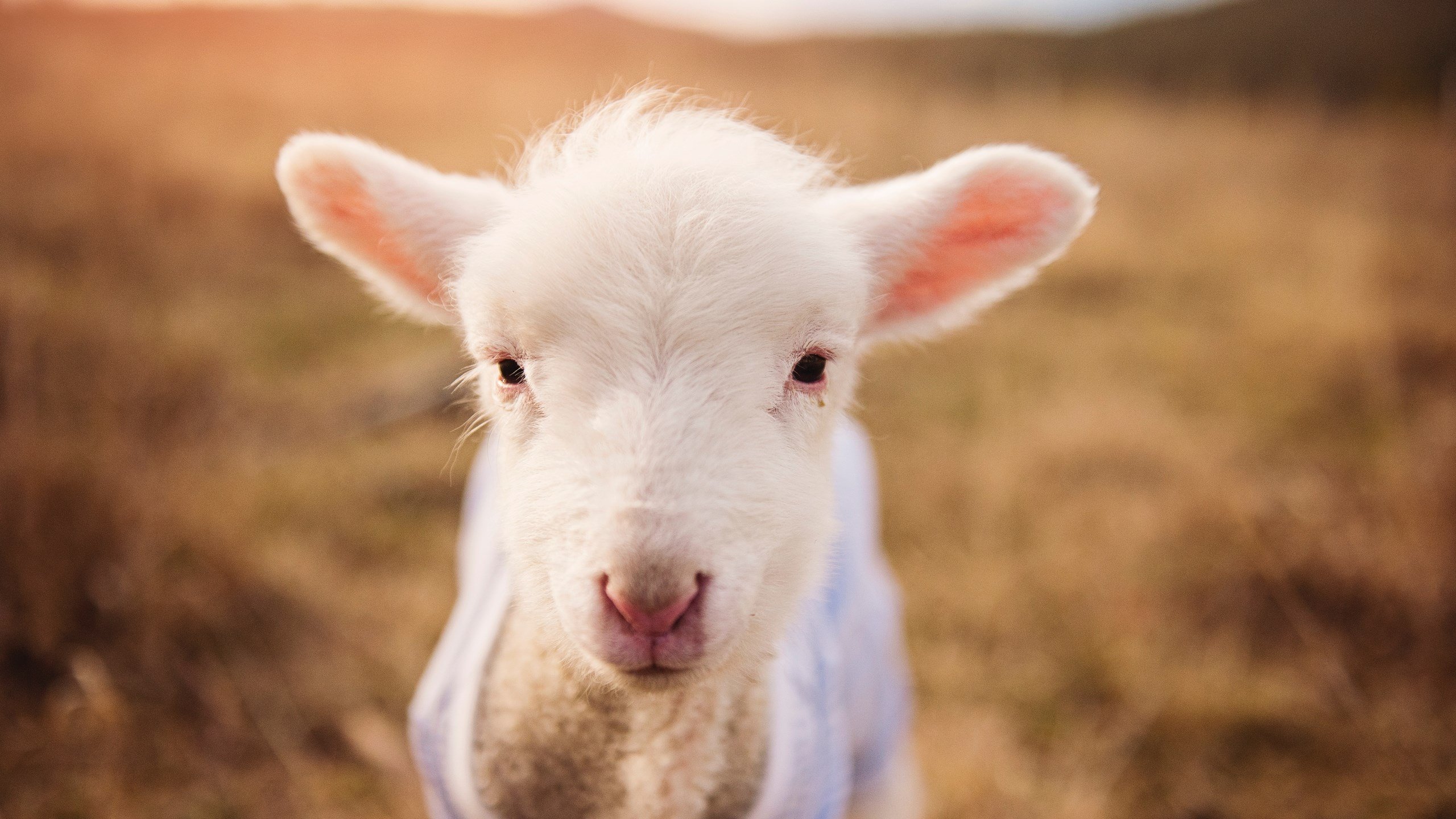 双重战场，钢铁担当，兹维列夫的团队使命
