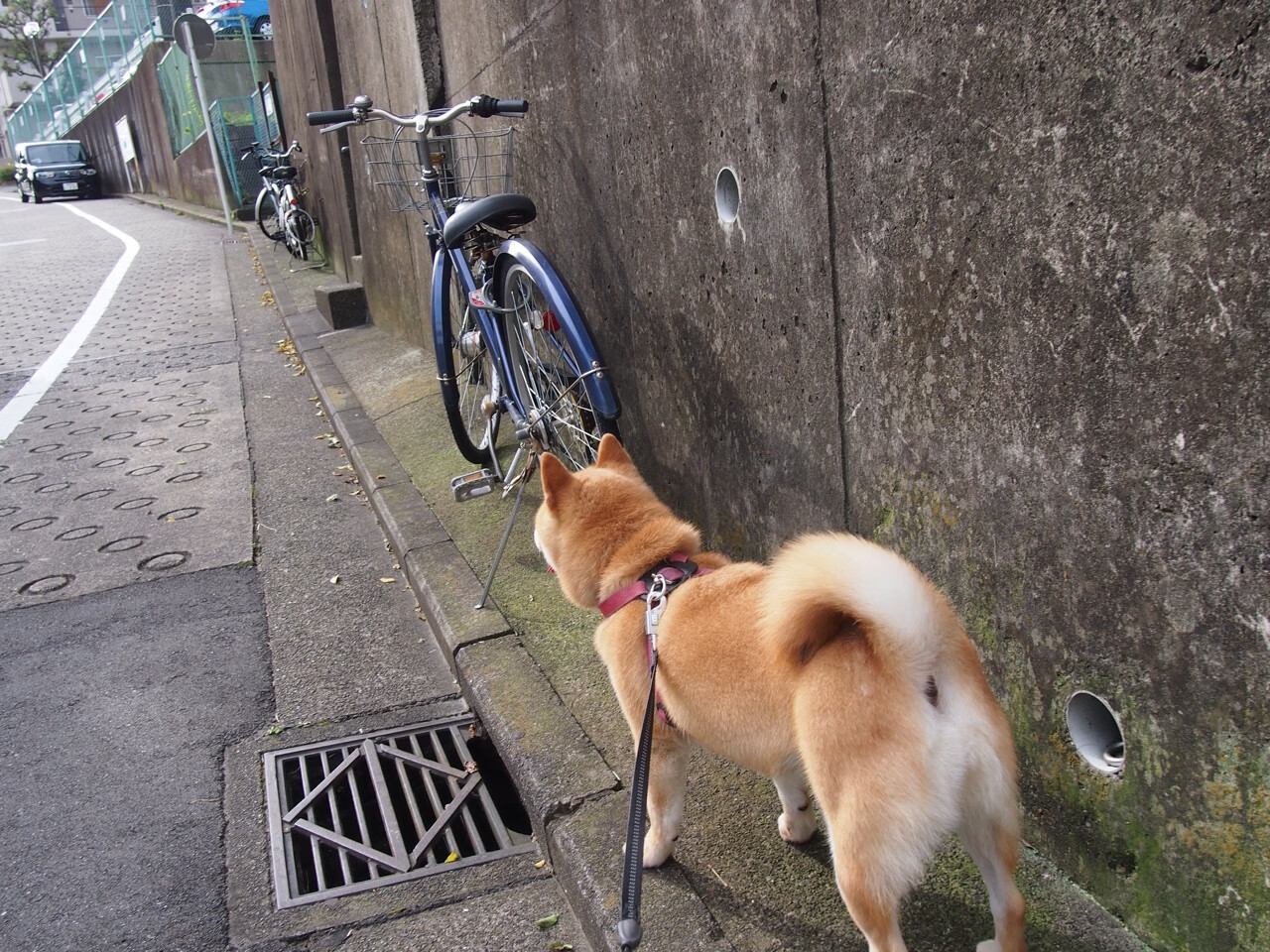 双面足球,碾压的团队与点燃的个人