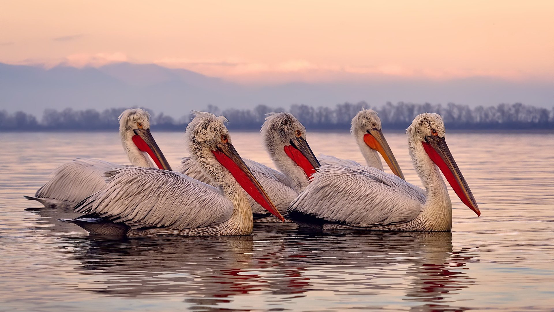 当阿尔卡拉斯照亮戴维斯杯,一场超越大满贯的荣耀之战