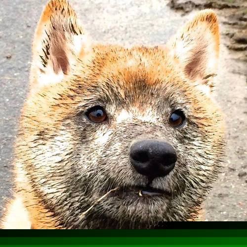 温网，一篇草尖上的史诗；澳网，烈火中的悲歌—穆雷在两种诗篇间惊艳四座