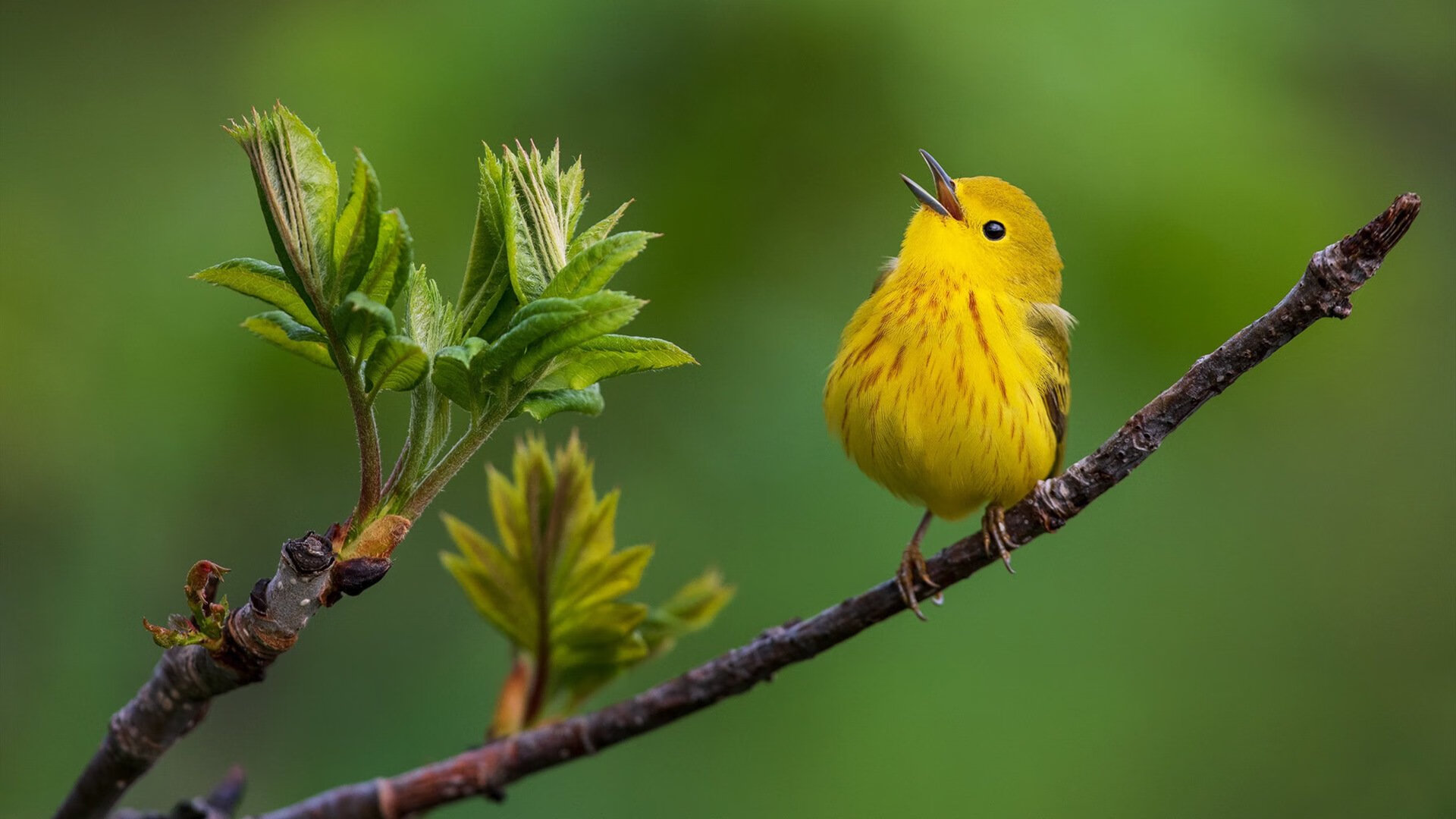 绿军断翼,北境新王加冕!莫兰特用天赋撕裂凯尔特人体系