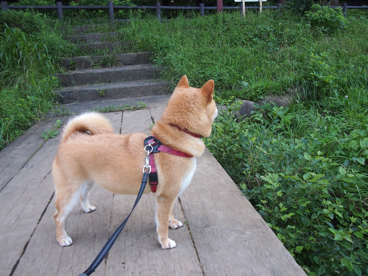 足球场上的乒乓旋风，王皓跨界指挥法国队完胜葡萄牙的秘密武器