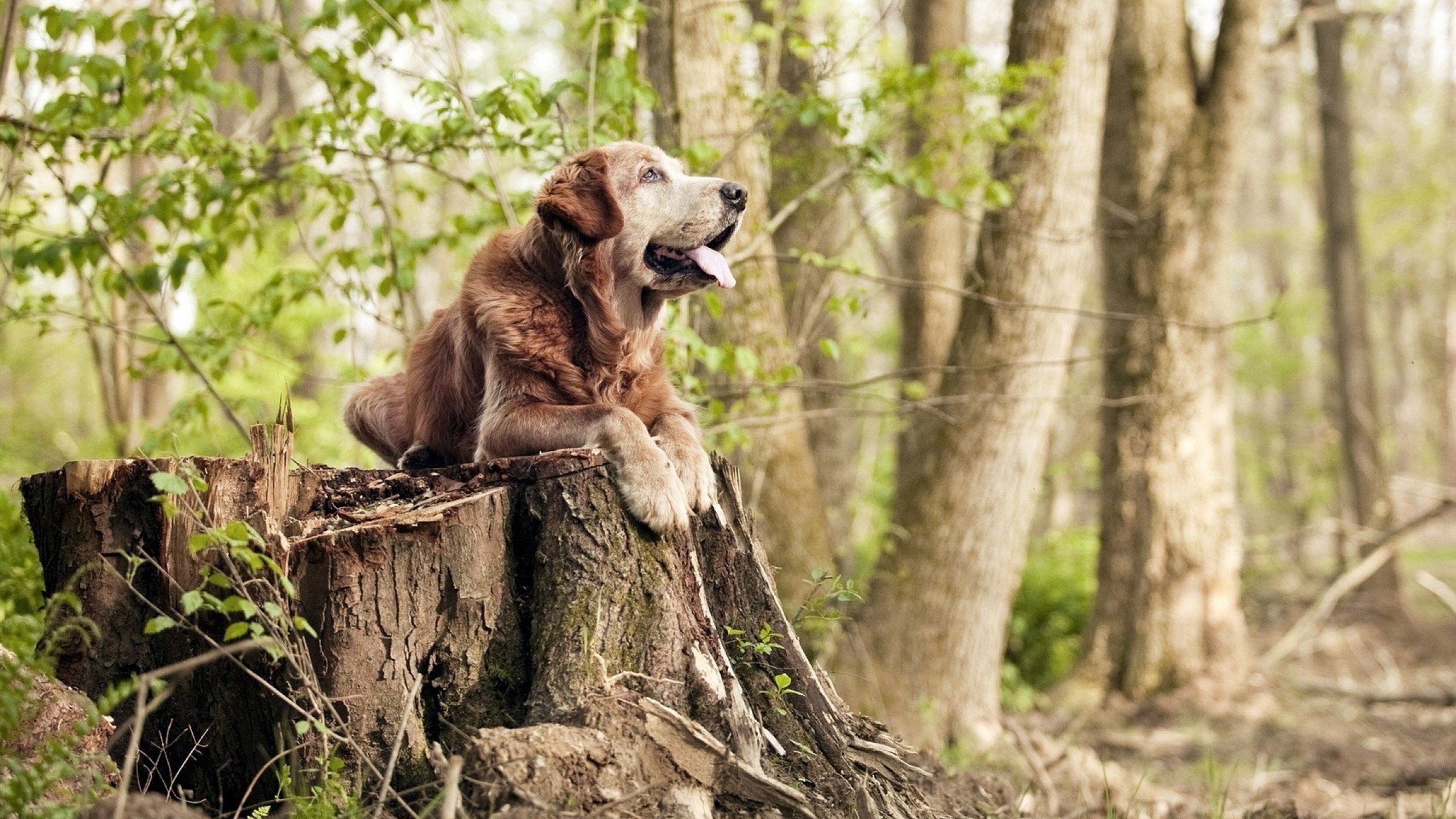 深夜棋盘上的致命一击，劳塔罗如何成为东决的胜负手