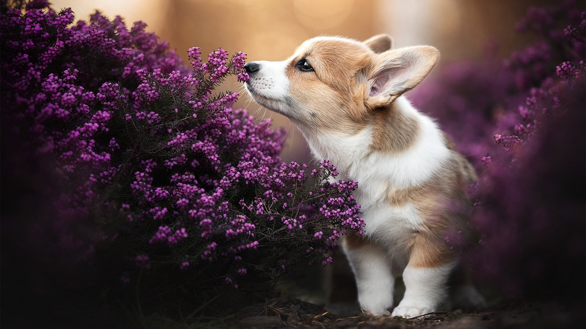 北欧寒冰 vs 安达卢西亚火焰，拉亚三拒点球，铸就丹麦童话之夜