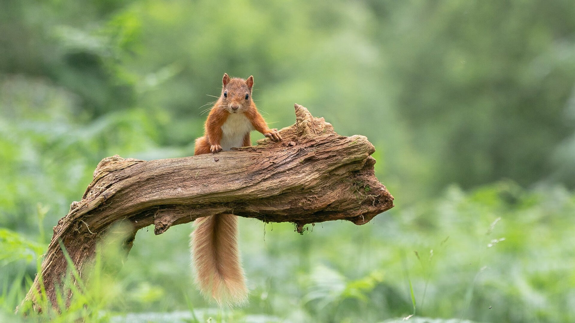 文化交锋，当西决生死战遇到首尔的巴黎征服