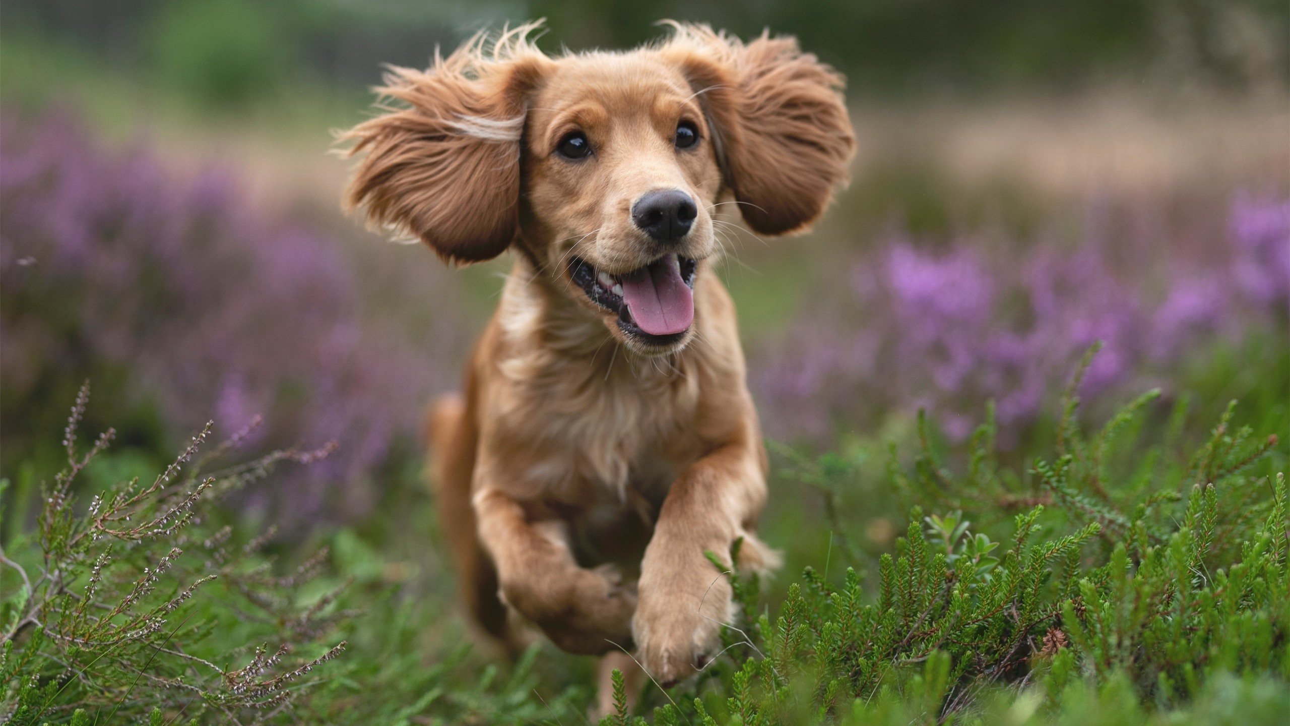 鹰翼折戟深圳湾，当关键先生降临，篮球重归本质