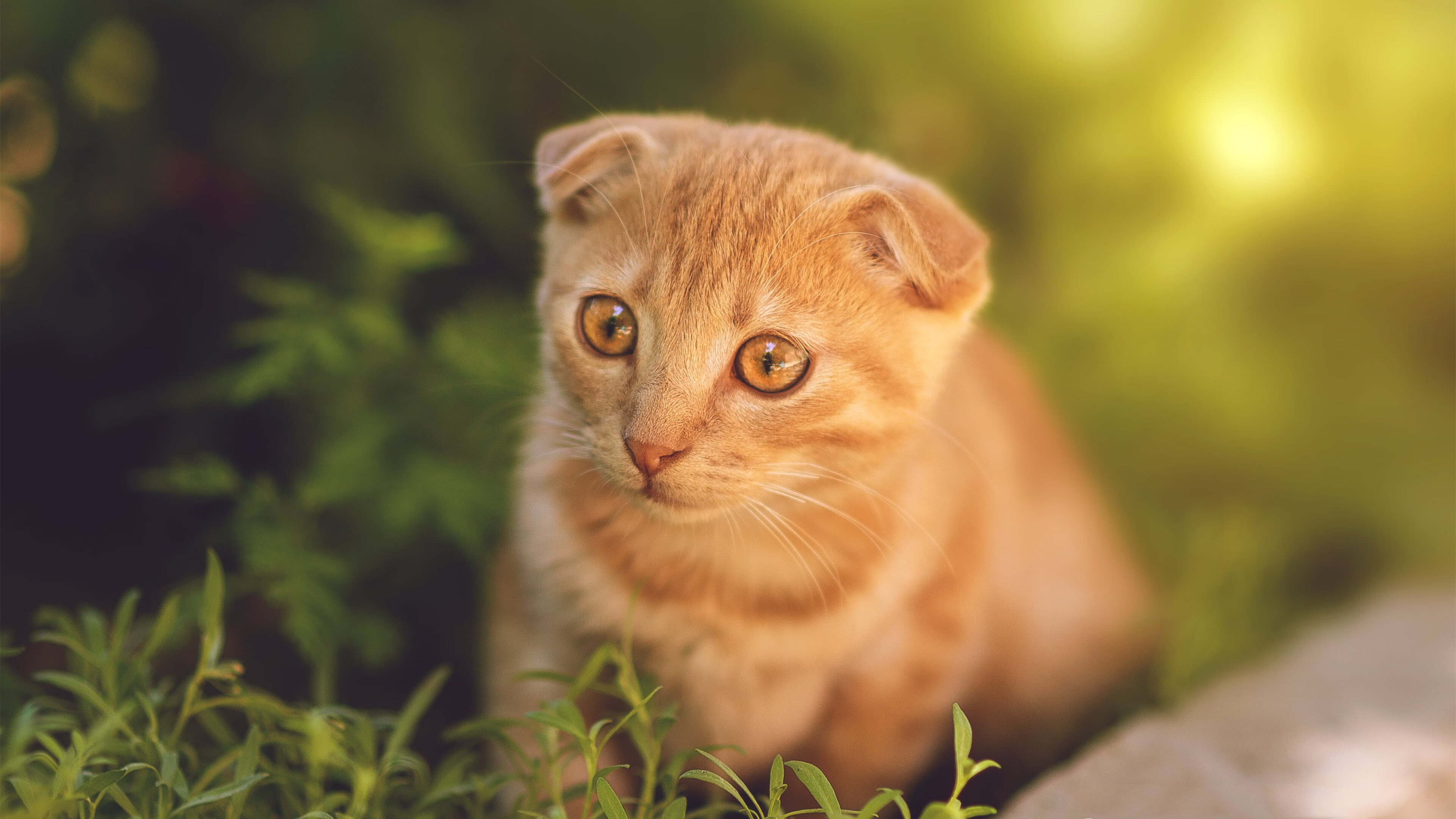 东决狂澜，库里于跨界巅峰战的唯一性宣告