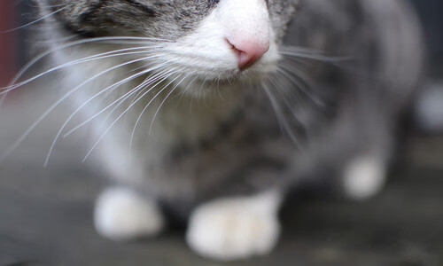 赛道与绿茵场的交响，F1街道赛焦点战与利物浦鏖战亚特兰大的跨界激情