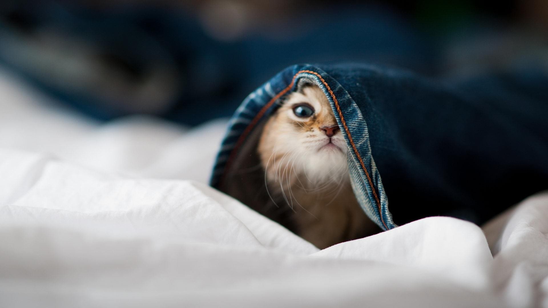 从波兰炮到荷兰堤，当旧时代的英雄被新时代的守护者终结