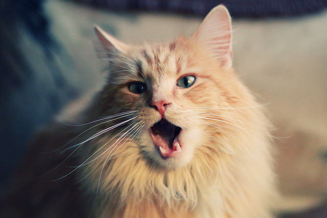 从波兰炮到荷兰堤，当旧时代的英雄被新时代的守护者终结