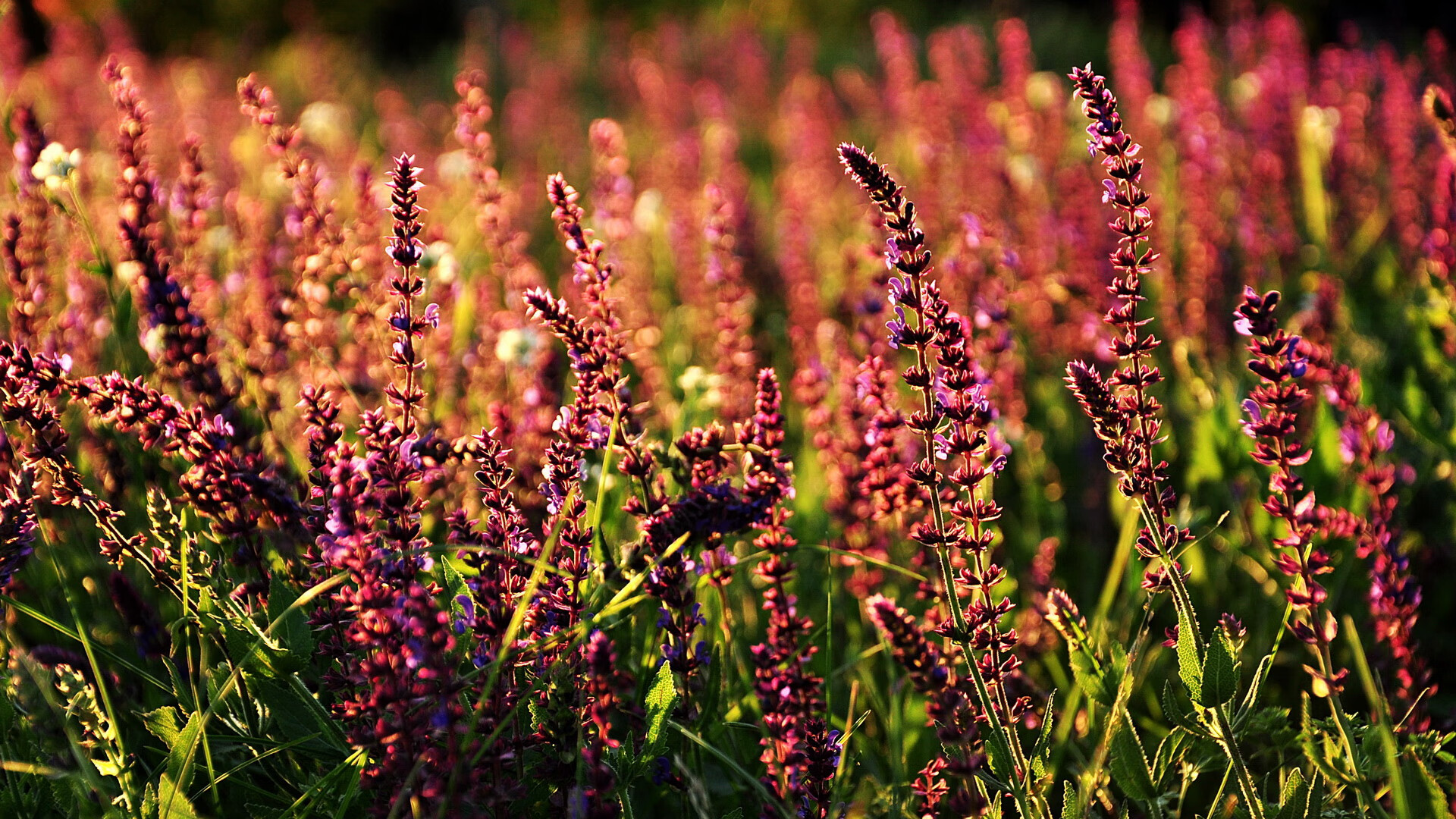 范弗利特三分如雨浇灭勇士希望，76人借东风提前锁定胜局