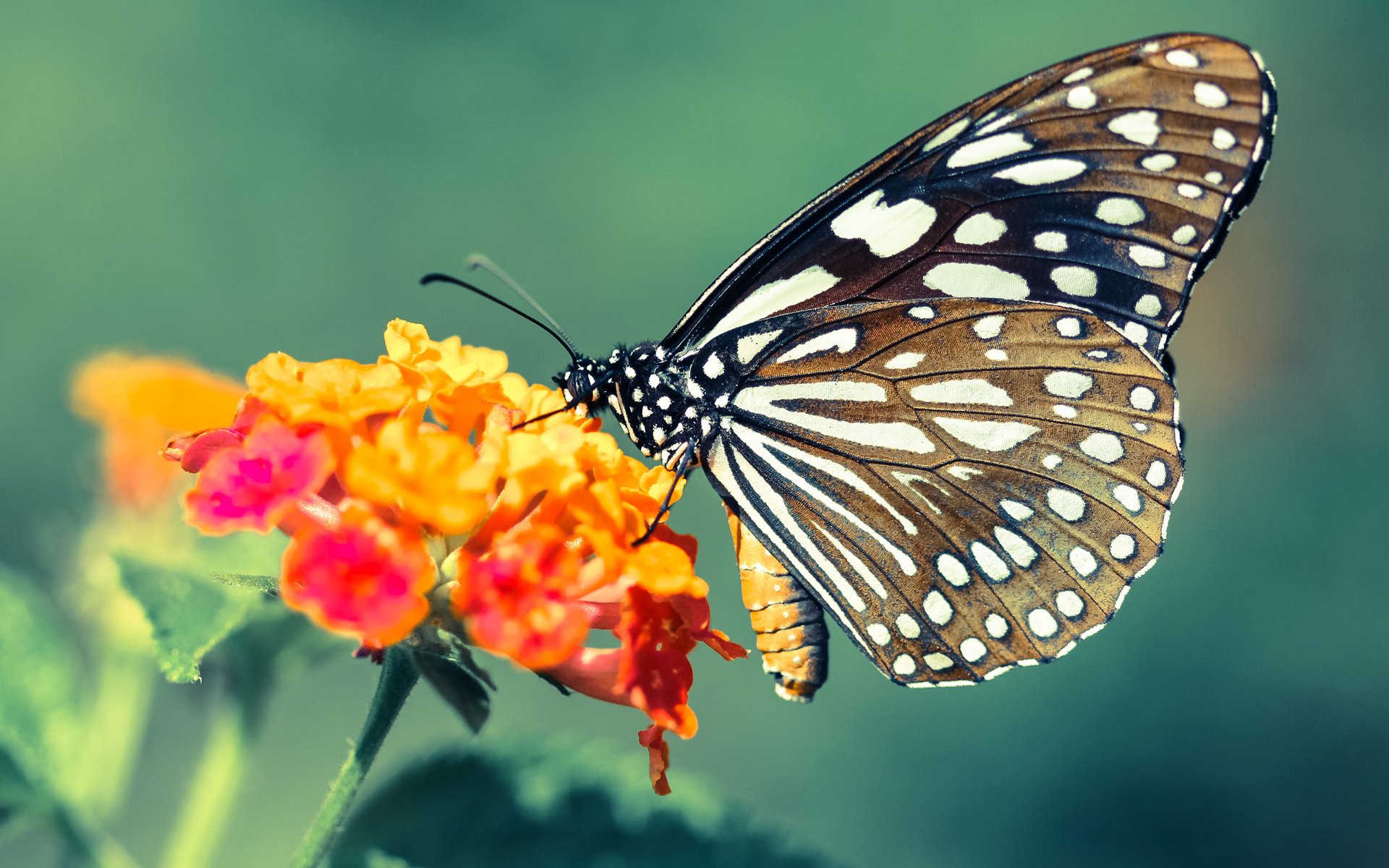 东契奇惊叹哈登暴走!雷霆降世,雄鹿主场崩塌,封神关键先生已就位
