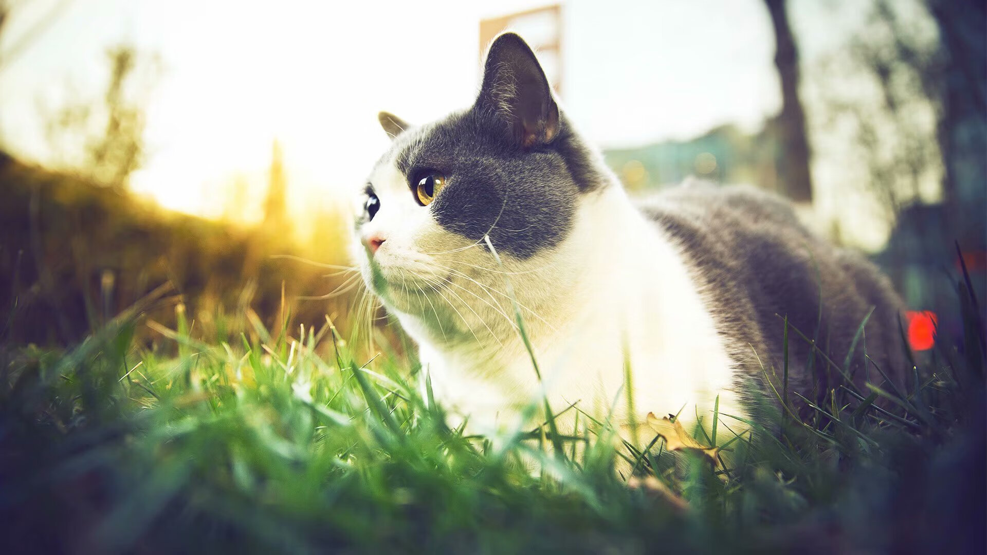 魔都上演救赎之战,小贾伦绝命封盖助上海队击溃开拓者