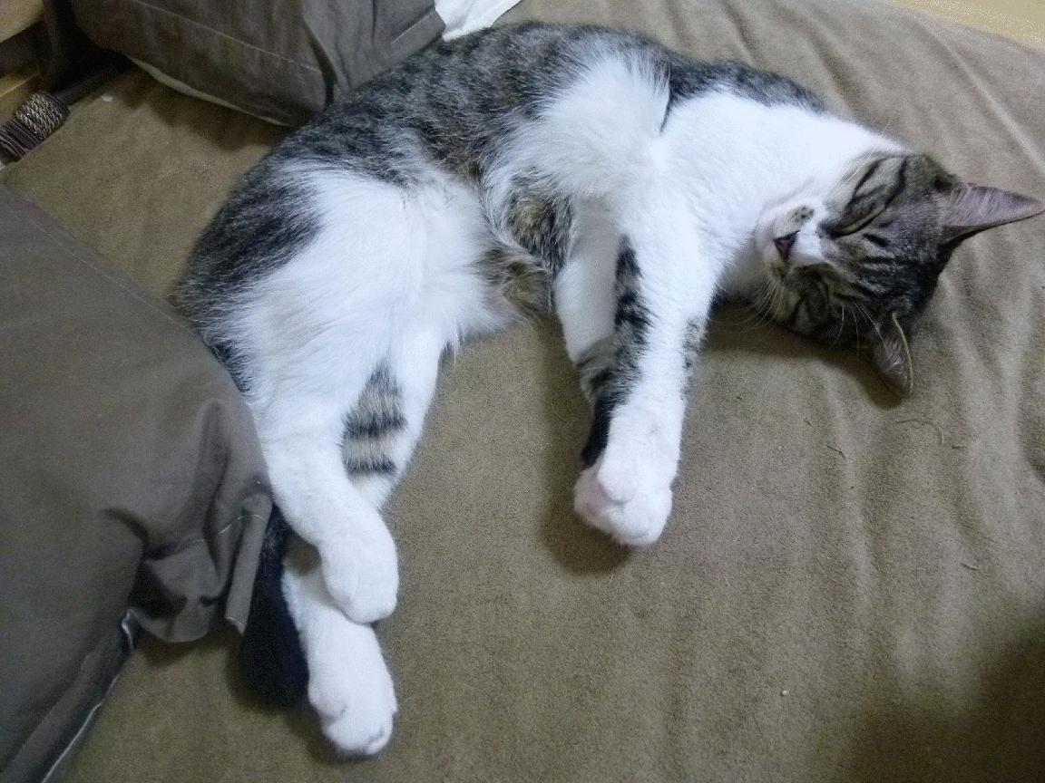 福克斯化身暗夜审判者！活塞提前15分钟终结悬念，骑士的致命七分钟窒息