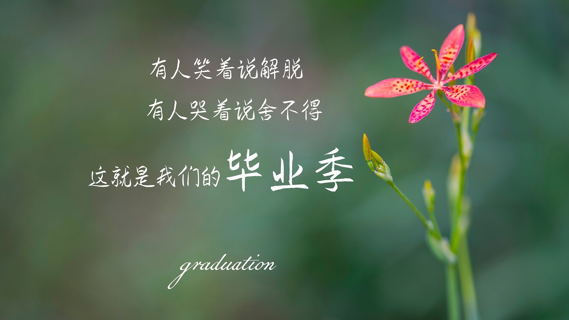 错位时空的篮筐回响,当广东队跨次元淘汰森林狼,莫兰特在规则裂缝中持续制造杀伤