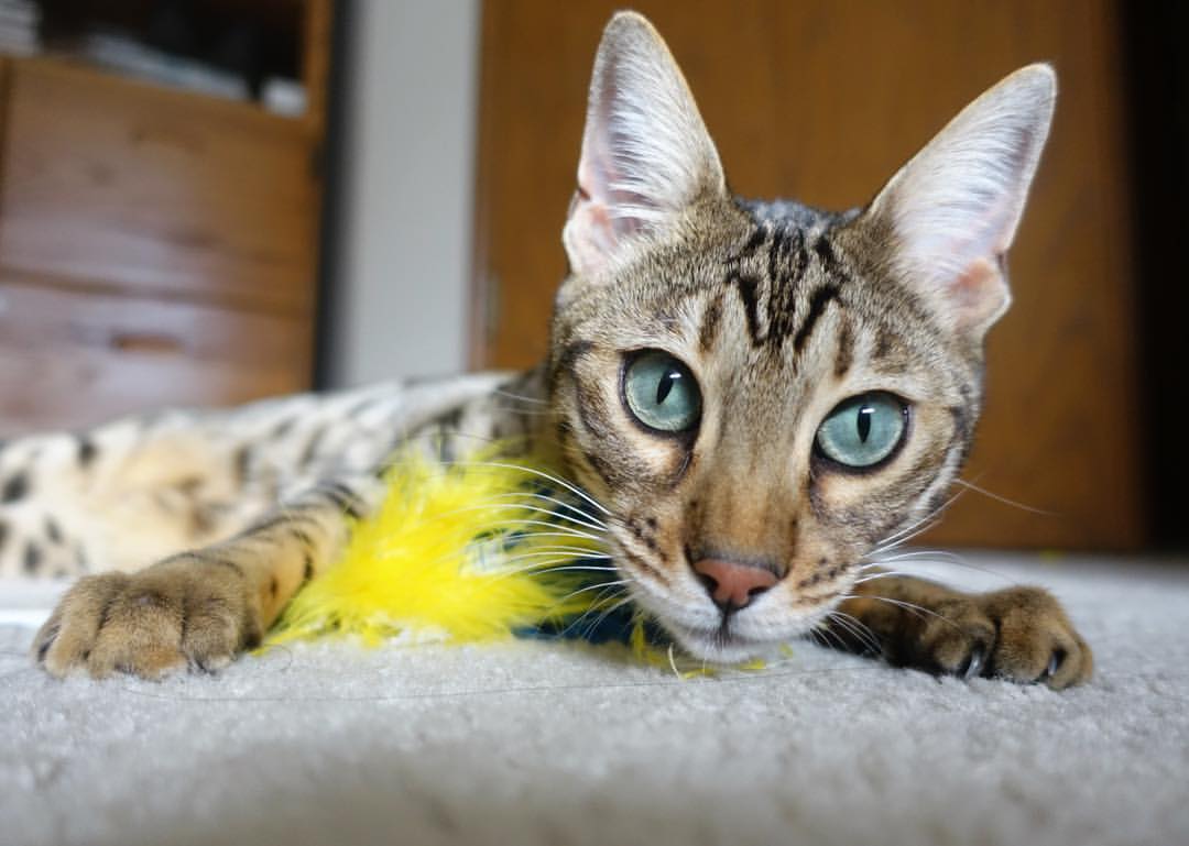 绝境之王，米切尔最后93秒导演热火惊天逆转