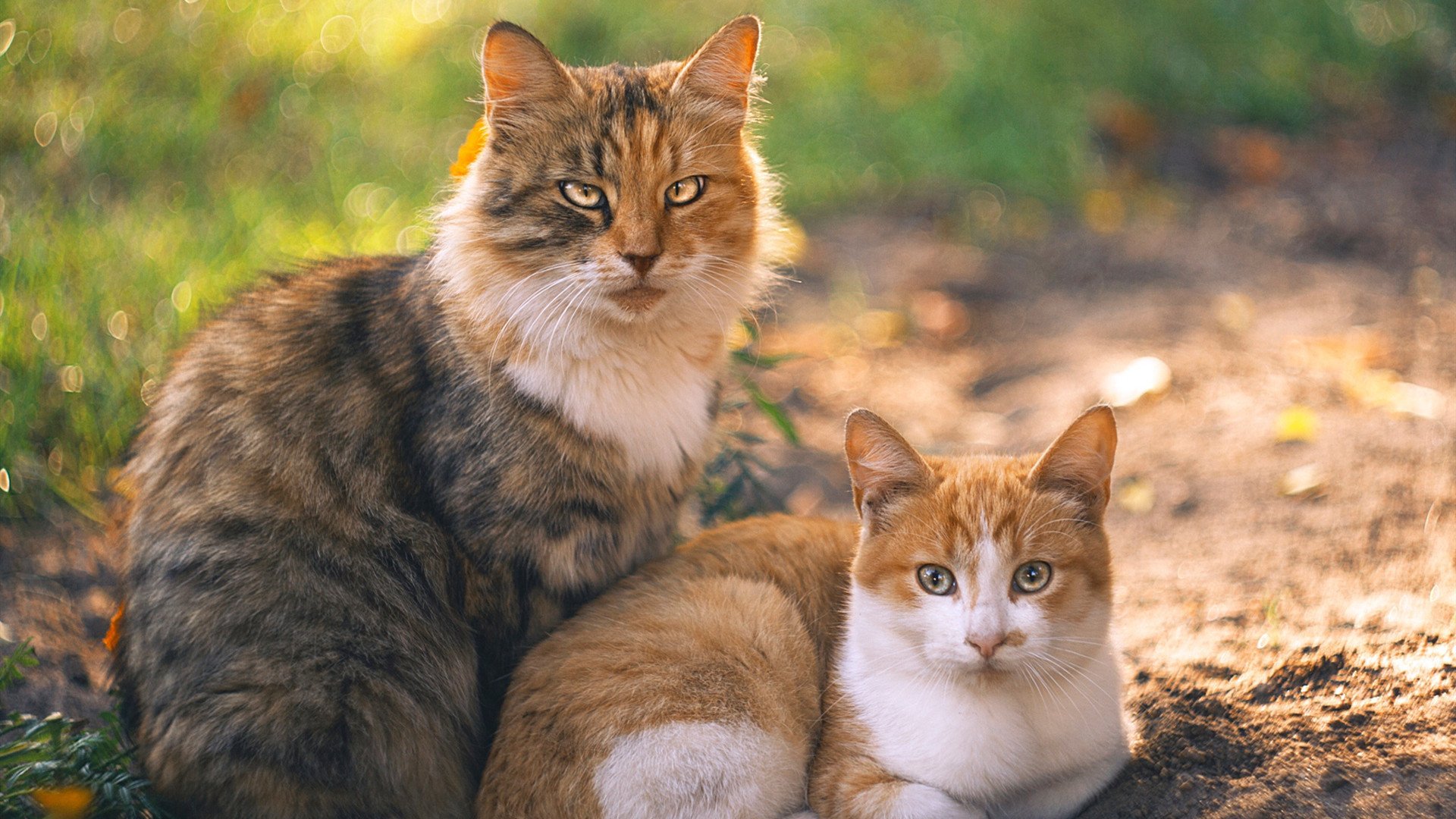 梅阿查之夜,当错位哈弗茨在意大利完成德国式救赎