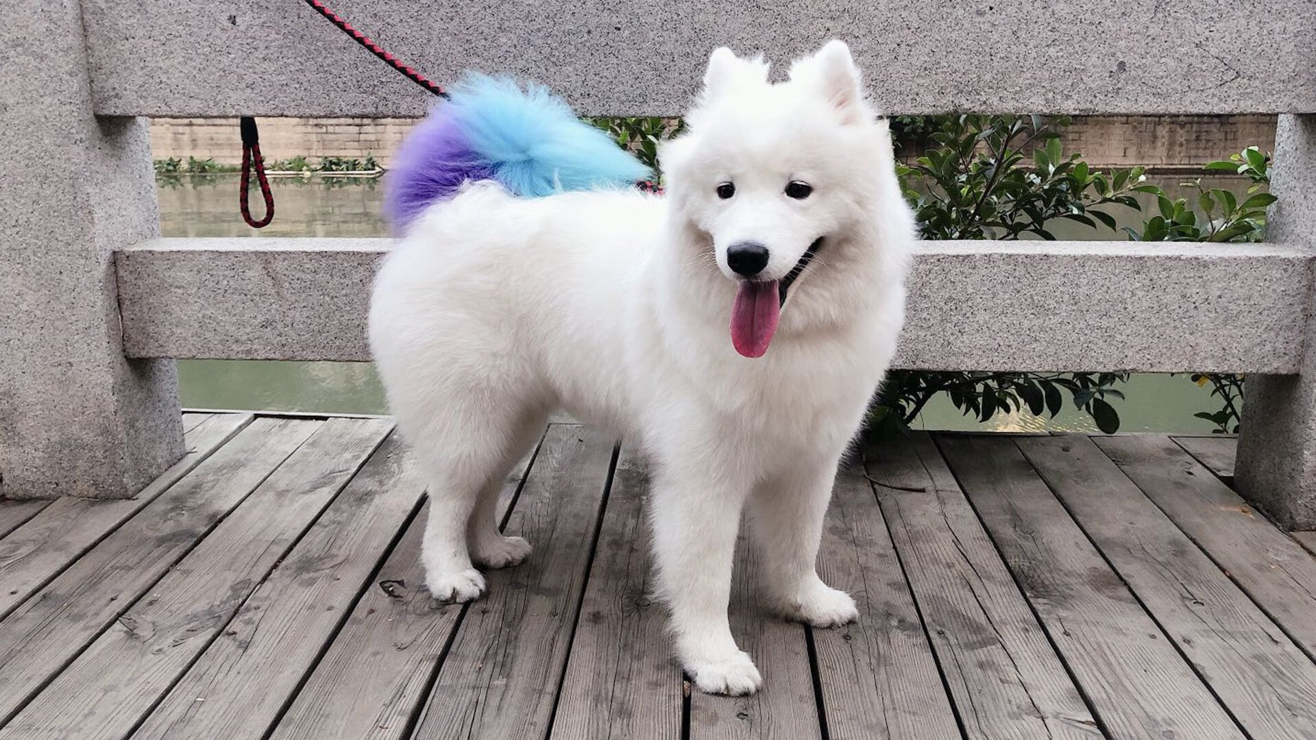 赛场双响炮,F1新赛季揭幕战聚焦速度之战,中国足球强势粉碎加纳