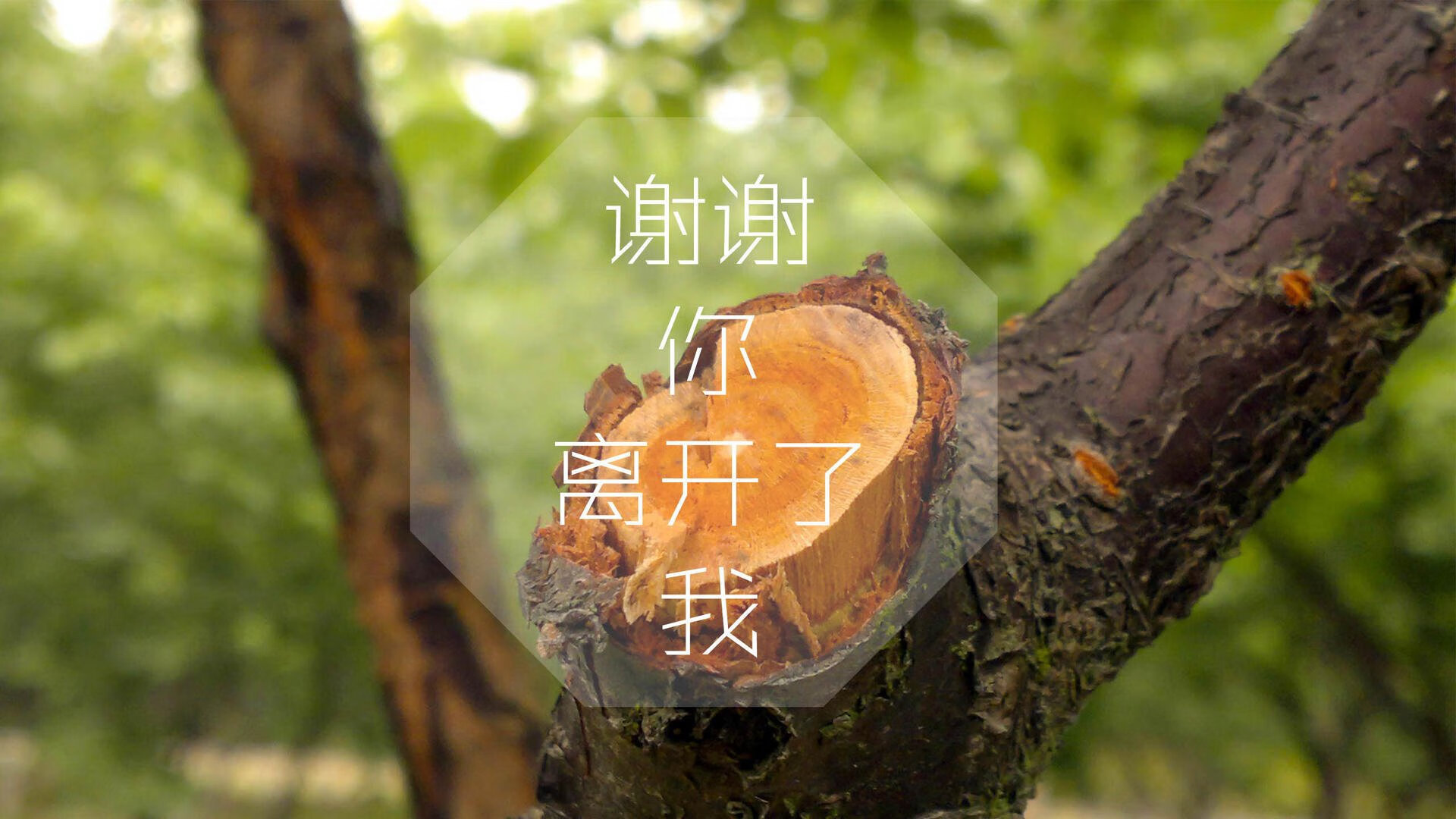 唯一性的文章，星条旗的咆哮—2026世界杯G组，一场载入史册的跨洲际对话